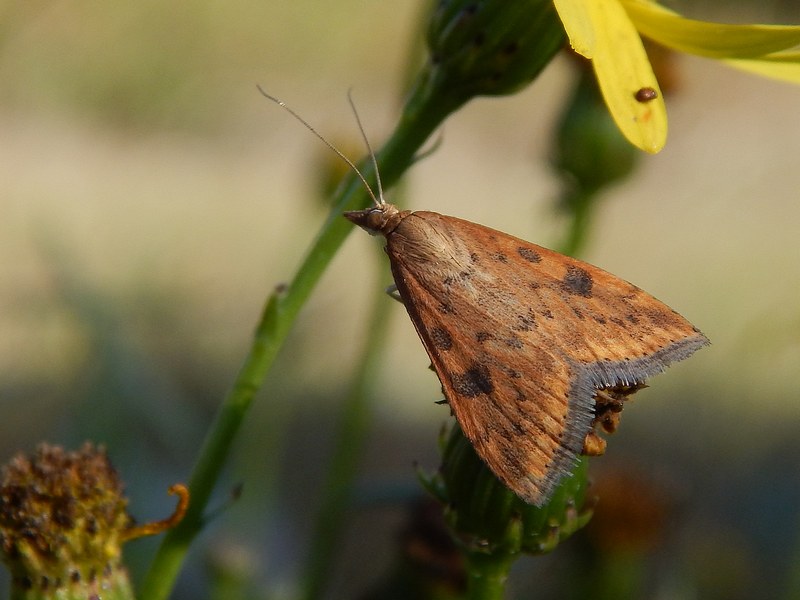 Udea ferrugalis ambientata